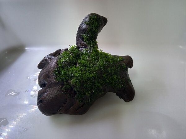プレミアムモス 活着済み 硬質流木 おまけ付き アクアリウム レイアウト 苔テラリウム パルダリウム