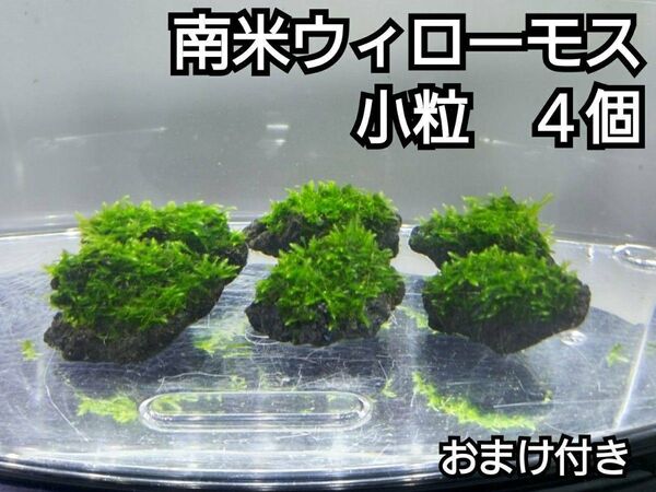 南米ウィローモス 黒溶岩石4個(小粒) おまけ付き アクアリウム レイアウト ろ材 餌