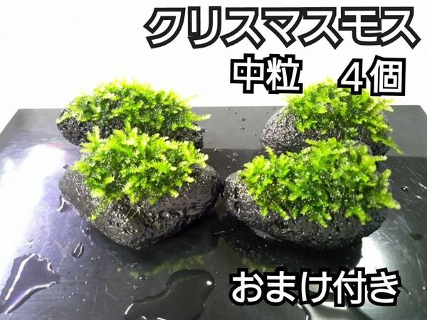 クリスマスモス 黒溶岩石4個(中粒) おまけ付き アクアリウム レイアウト ヌマエビ めだか ろ材
