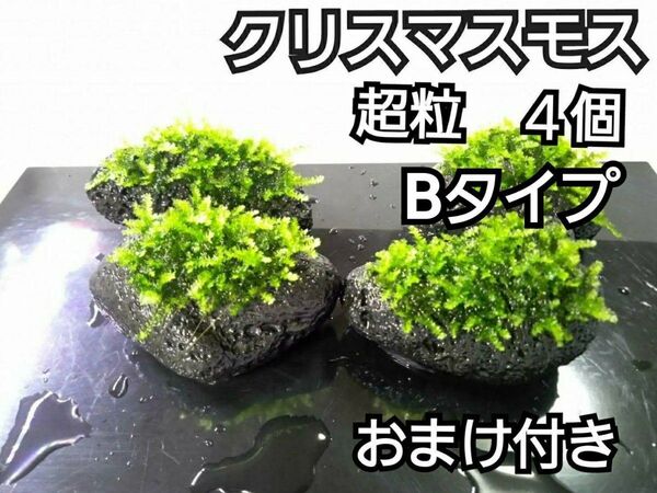 クリスマスモス 黒溶岩石4個(超粒B) おまけ付き アクアリウム レイアウト ヌマエビ めだか ろ材