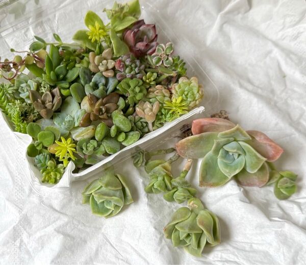 ラブリーS/多肉植物ラブリーローズ大小7個セダムパック付き