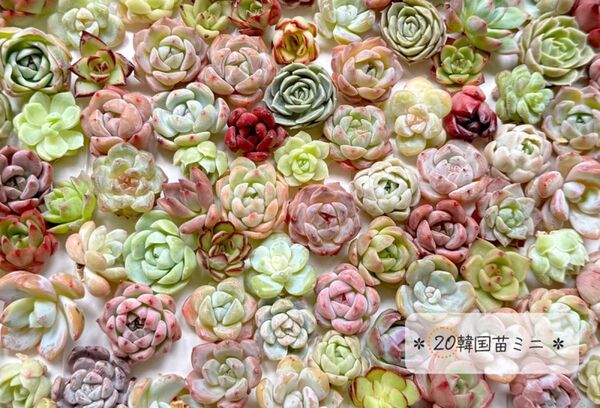 詰S20-7/【カラフルかわいい】韓国苗エケベリアカット苗Sサイズ計20個