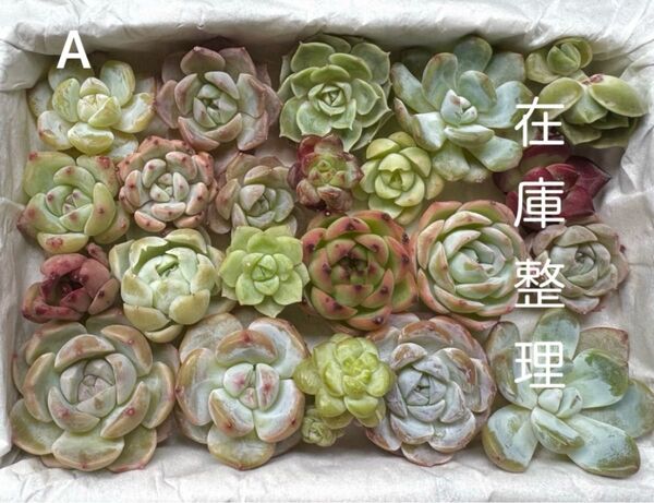 【sale】整理A/多肉植物エケベリアサイズミックス22個整理品A