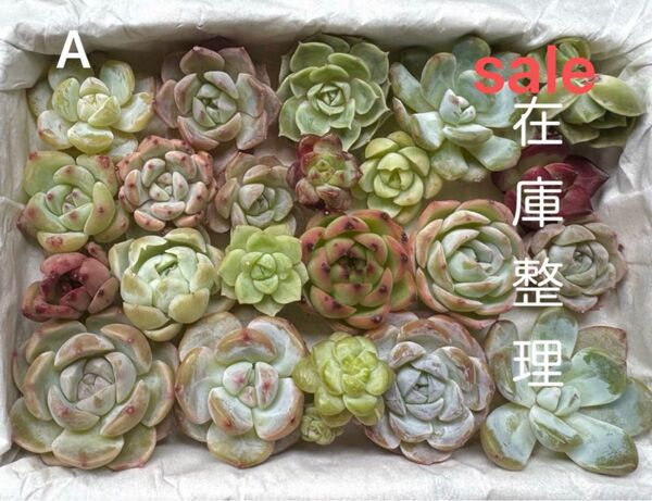 【sale】整理A/多肉植物エケベリアサイズミックス22個整理品A