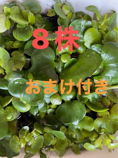 ミニホテイアオイ 中小8株 無農薬 おまけ付き アマゾンフロッグピット オオサンショウモどちら1株
