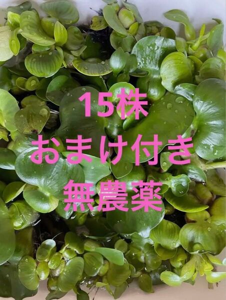 ミニホテイアオイ 中小15株 無農薬