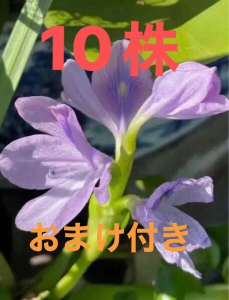 ミニホテイアオイ 中小10株 無農薬 おまけ付き オオサンショウモ アマゾンフロッグピットどちらか1株