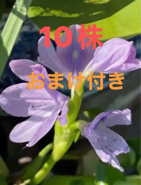 ミニホテイアオイ 中小10株 無農薬 おまけ付き オオサンショウモ、アマゾンフロッグピットどちらか1株