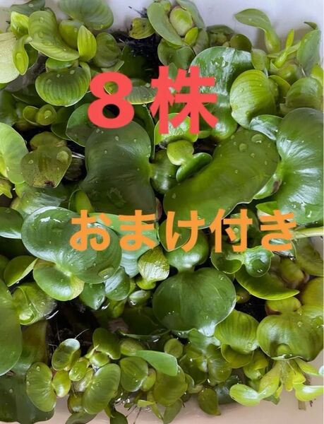 ミニホテイアオイ 中小8株 無農薬 おまけ付きアマゾンフロッグピット、オオサンショウモどちらか1株