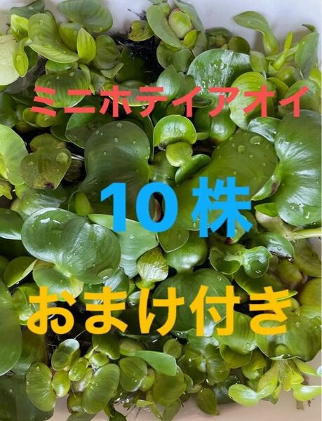 ミニホテイアオイ 10株 おまけ付き 無農薬 おまけアマゾンフロッグピット、オオサンショウモどちらか1株