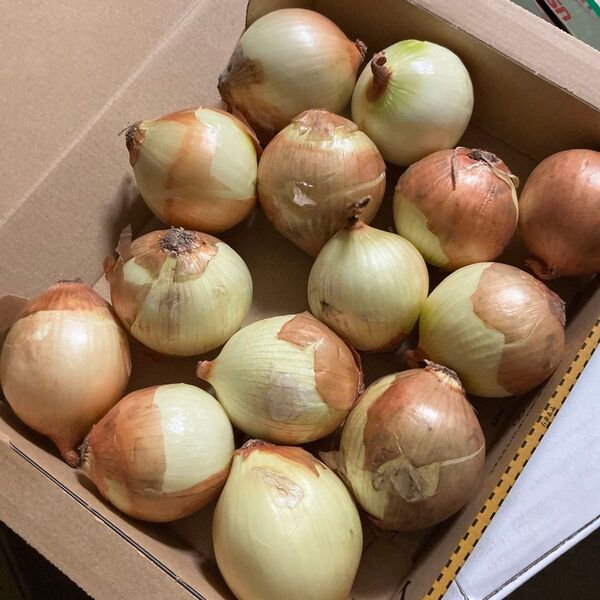 美味しい玉ねぎ食べ切りサイズ!訳あり玉ねぎ