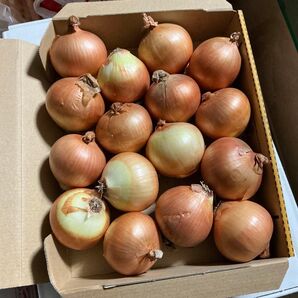 美味しい玉ねぎ食べ切りサイズ!訳あり玉ねぎ
