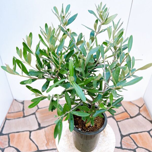現品 創樹 オリーブの木 オリーブ チプレッシーノ 44番 観葉植物 野外 希少 インテリアグリーン ドライガーデン