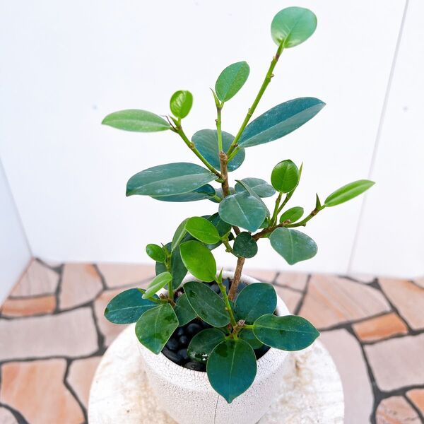 現品 ガジュマル パンダガジュマル 陶器鉢 丸葉 かわいい 人気 観葉植物 インテリアグリーン ドライガーデン
