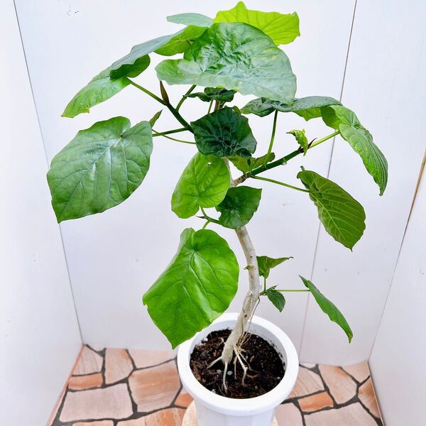 現品 フィカス ゴムの木 ウンベラータ 26番 特大 人気 観葉植物 インテリアグリーン ドライガーデン