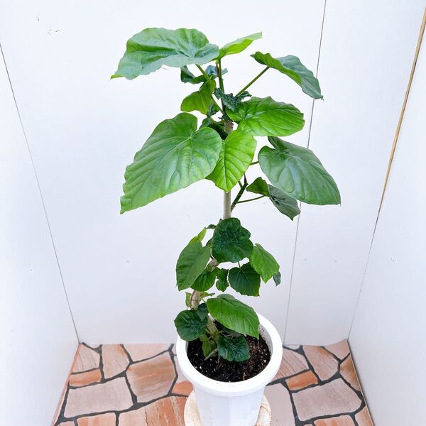 現品 フィカス ゴムの木 ウンベラータ 27番 特大 人気 観葉植物 インテリアグリーン ドライガーデン