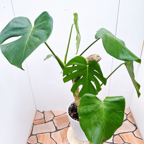 現品 モンステラ デリシオーサ 1番 幹上がり 根上がり プラコッタ鉢 観葉植物 人気 インテリアグリーン ドライガーデン