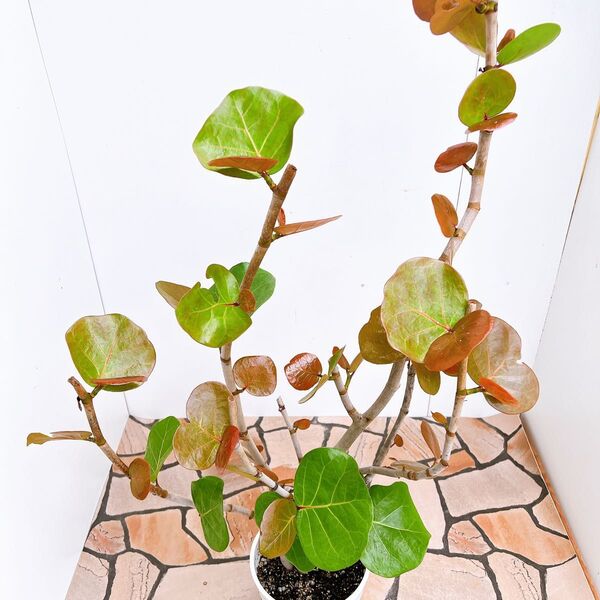 現品 海葡萄 シーグレープ 曲がり 特大 13番 観葉植物 プラコッタ鉢 希少 インテリアグリーン ドライガーデン