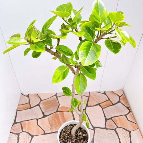 現品 フィカス ゴムの木 アルテシマ 曲がり 4番 特大 観葉植物 インテリアグリーン 人気 インテリア 室内 ドライガーデン