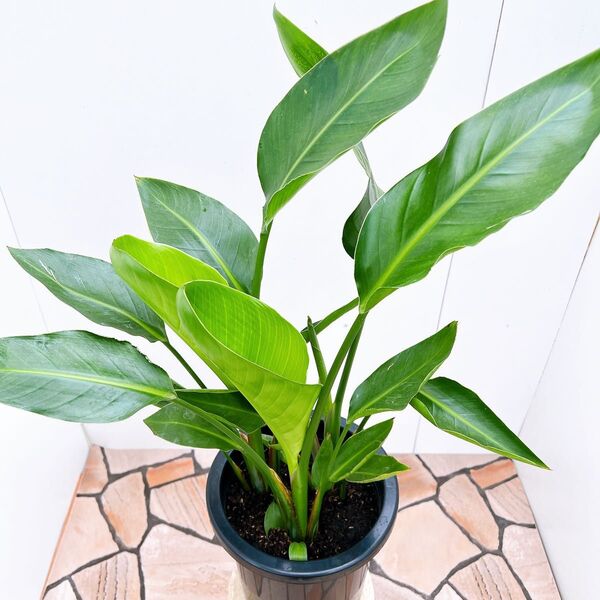 現品 ストレチア ストレリチア オーガスタ 41番 観葉植物 人気 室内 インテリアグリーン