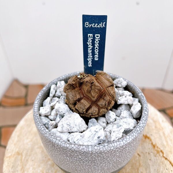 現品 亀甲竜 信楽焼鉢 受け皿付き 希少 塊根植物 ドライガーデン インテリアグリーン かっこいい 観葉植物 卓上