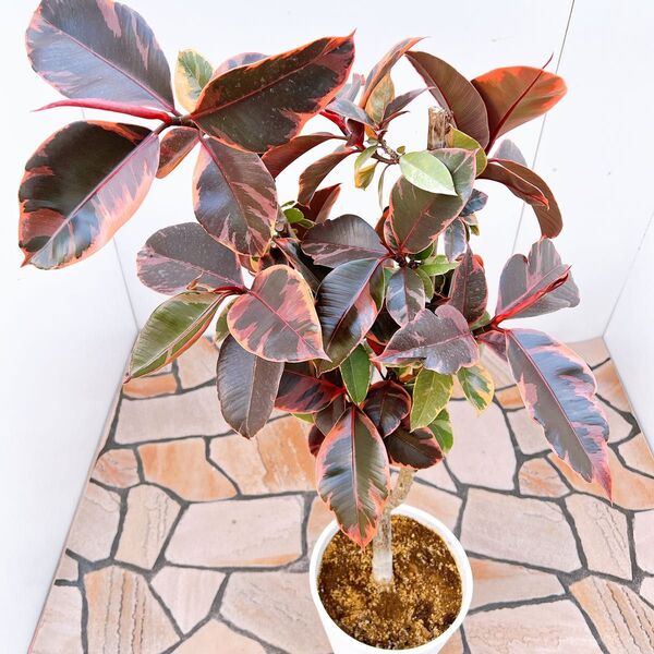 現品 ゴムの木 フィカス ルビー プラコッタ鉢 4番 インテリアグリーン カラフル おしゃれ プレゼント 観葉植物 室内