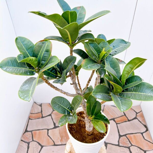 現品 アポロゴム アポロ フィカス ゴムの木 プラコッタ鉢 観葉植物 室内 人気 インテリアグリードライガーデン