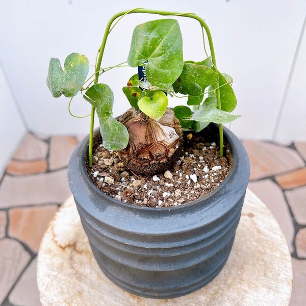 現品 亀甲竜 陶器鉢 受け皿付き 2番 希少 塊根植物 ドライガーデン インテリアグリーン