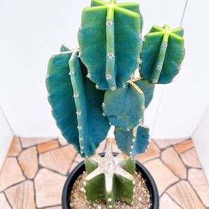 現品 サボテン 柱サボテン ブランチ 鬼面角 ドライガーデン 室内 観葉植物 柱サボテンブランチ 柱サボテン鬼面角
