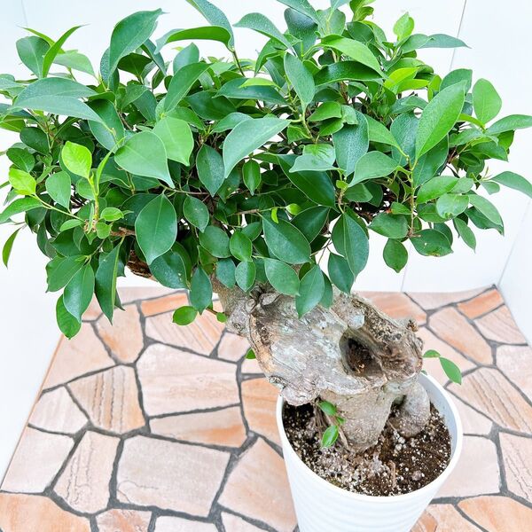 現品 ガジュマル 尖閣ガジュマル センカクガジュマル プラコッタ鉢 古木 特大 観葉植物 幹上がり 根上がり インテリアグリーン