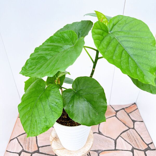 現品 フィカス ゴムの木 ウンベラータ 3番 人気 観葉植物 インテリアグリーン ドライガーデン 室内 卓上 人気 育てやすい