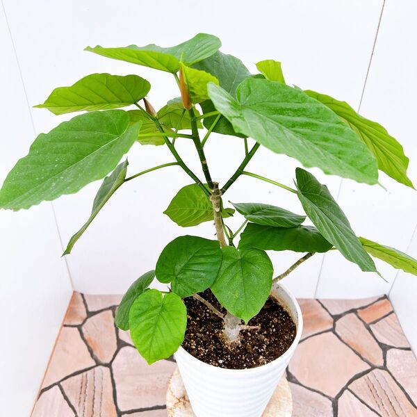 現品 フィカス ゴムの木 ウンベラータ 1番 人気 観葉植物 インテリアグリーン ドライガーデン 室内 卓上 人気 育てやすい