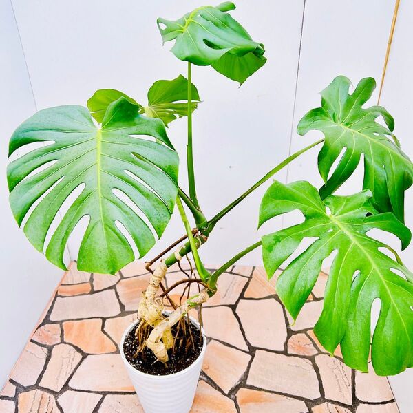 現品 モンステラ デリシオーサ 62番 幹上がり 根上がり プラコッタ鉢 観葉植物 人気 インテリアグリーン ドライガーデン