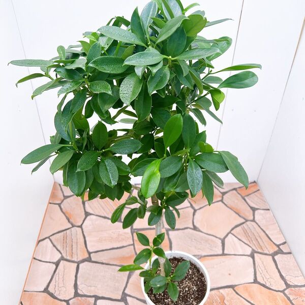 現品 ファグラエア ベルテロアナ 曲がり 観葉植物 室内 インテリアグリーン おしゃれ 珍しい