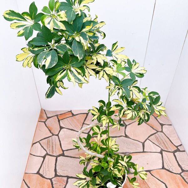 現品 シェフレラ グランディー 3番 曲がり 観葉植物 人気 インテリアグリーン 斑入り 室内 プラコッタ鉢 受け皿付き