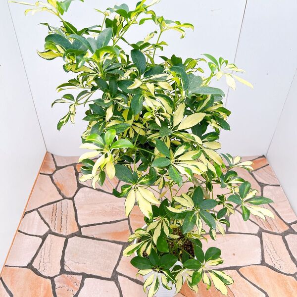 現品 シェフレラ グランディー 32番 曲がり 観葉植物 人気 インテリアグリーン 斑入り 室内 プラコッタ鉢 受け皿付き
