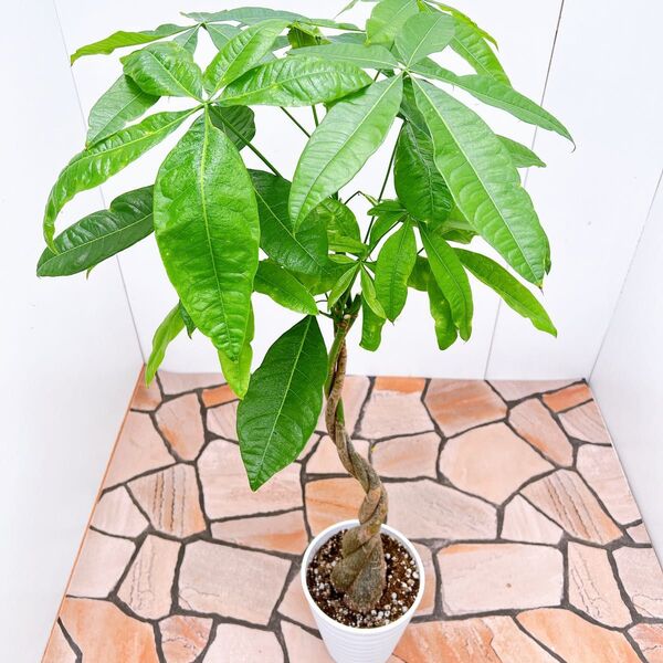 現品 パキラ 編み込み ねじねじ 22番 プラコッタ鉢 観葉植物 人気 育てやすい