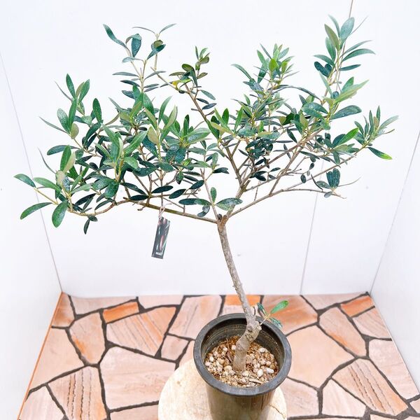 現品 創樹 souju オリーブの木 オリーブ マンザニロ 果樹 観葉植物 野外 希少 インテリアグリーン ドライガーデン