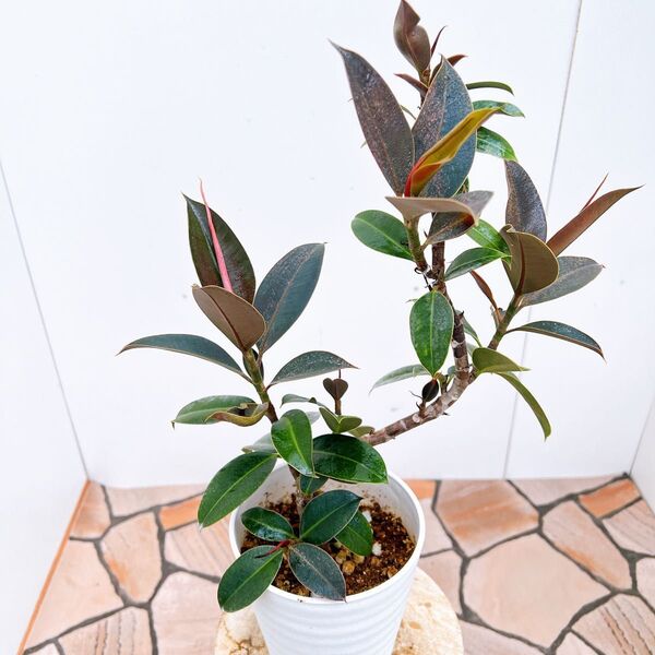 現品 フィカス ゴムの木 メラニー バーガンディ 2番 曲がり プラコッタ鉢 インテリアグリーン 観葉植物 ドライガーデン 卓上