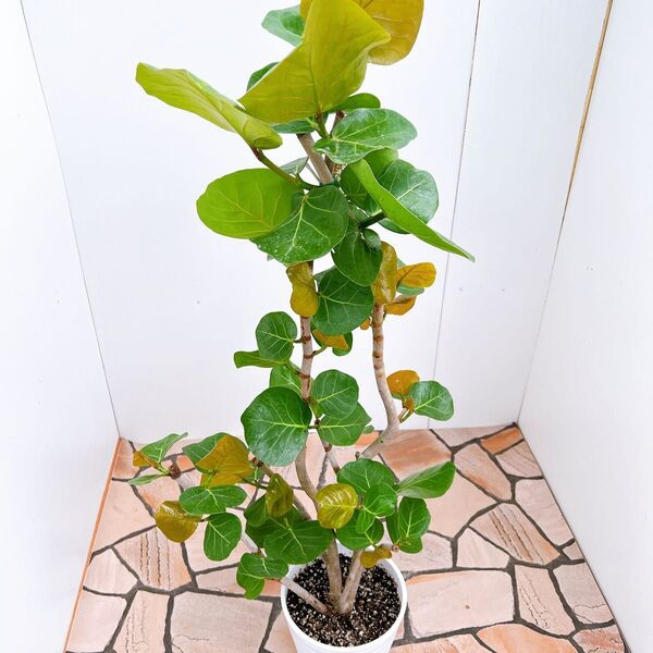 現品 海葡萄 シーグレープ 曲がり 特大 12番 観葉植物 プラコッタ鉢 希少 インテリアグリーン ドライガーデン