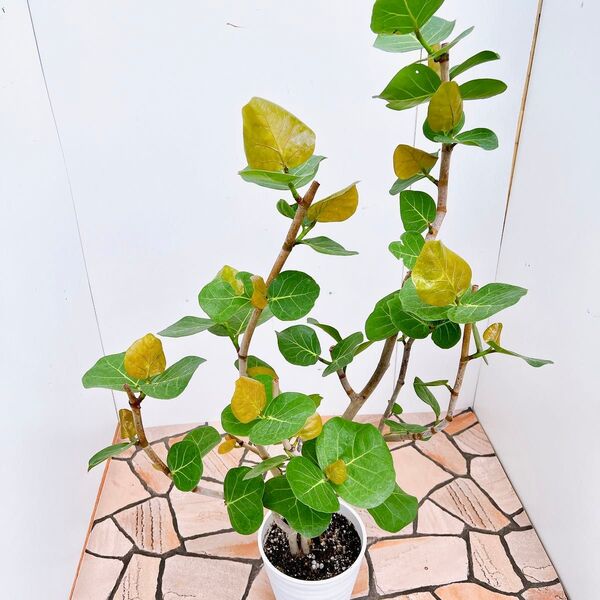 現品 海葡萄 シーグレープ 曲がり 特大 13番 観葉植物 プラコッタ鉢 希少 インテリアグリーン ドライガーデン