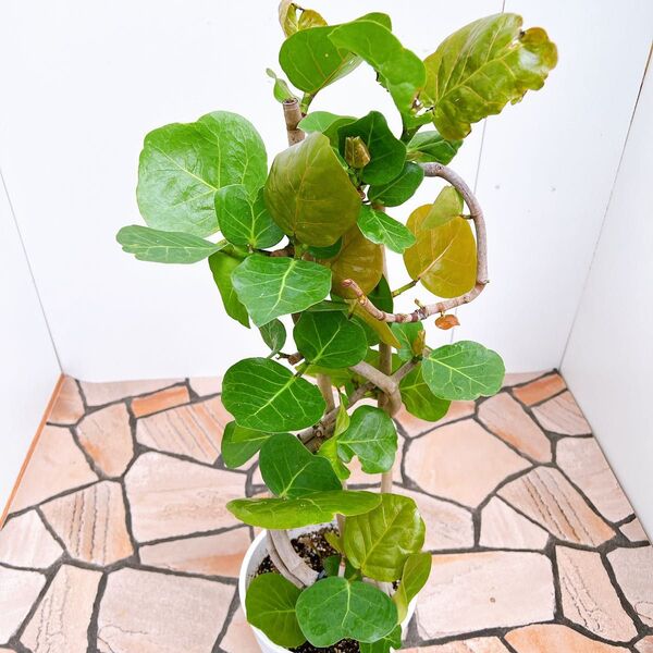 現品 海葡萄 シーグレープ 曲がり 特大 18番 観葉植物 プラコッタ鉢 希少 インテリアグリーン ドライガーデン