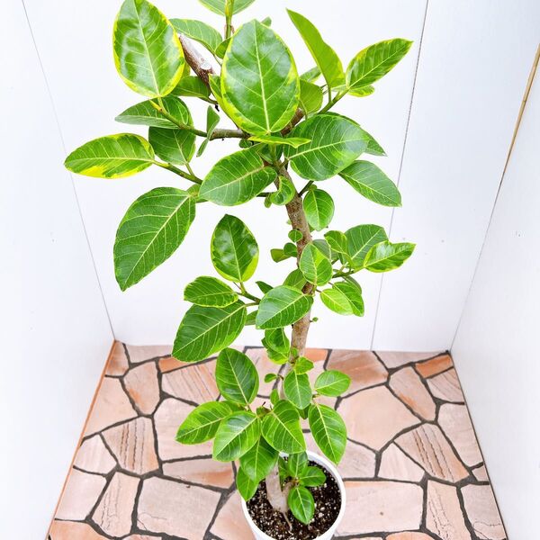 現品 フィカス ゴムの木 アルテシマ フィカスアルテシマ 曲がり 3番 特大 観葉植物 インテリアグリーン 室内 ドライガーデン