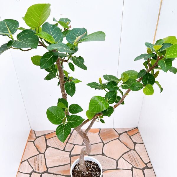 現品 フィカス ゴムの木 グランディス ブラウン 34番 曲がり プラコッタ鉢 特大 希少 観葉植物 インテリアグリーン