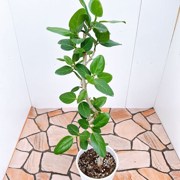 現品 フィカス ゴムの木 ベンガレンシス フィカスベンガレンシス 3番 曲がり インテリアグリーン 室内 人気 観葉植物
