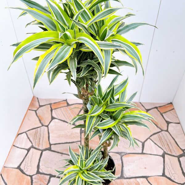 現品 ドラセナ ジェードジュエル ホワイトバード 希少 インテリアグリーン カラフル 人気 おしゃれ 観葉植物