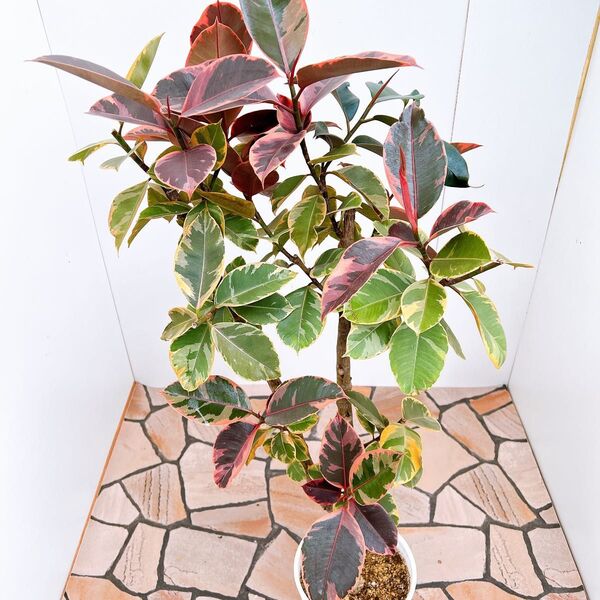 現品 ゴムの木 フィカス ルビー フィカスルビー 1番 インテリアグリーン カラフル おしゃれ プレゼント 観葉植物