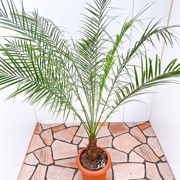 現品 ヤシ ヤシの木 フェニックスロベレニー 幹上がり 根上がり 47番 観葉植物 南国 希少 ドライガーデン インテリア