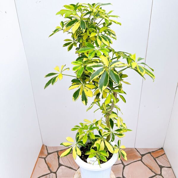 現品 シェフレラ ハッピーイエロー 1番 曲がり 観葉植物 人気 インテリアグリーン 斑入り 室内 ドライガーデン