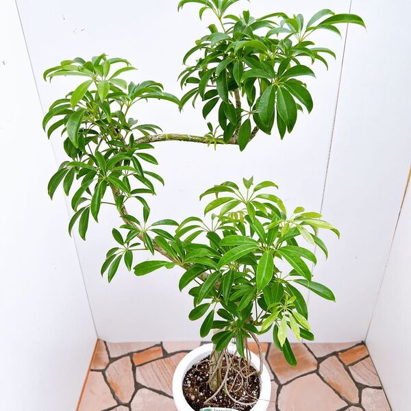 現品 シェフレラ 気根 4番 曲がり 観葉植物 人気 インテリアグリーン 斑入り 室内 ドライガーデン